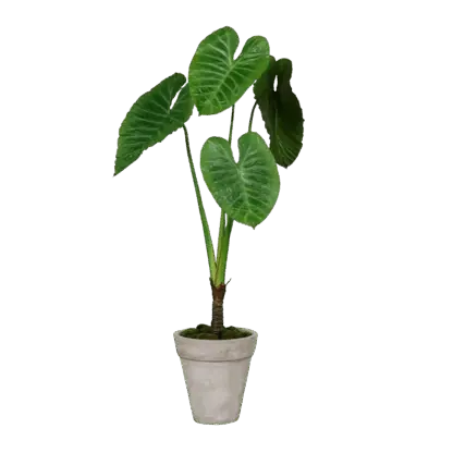 Künstliche Alocasia - Benno | 175 cm*