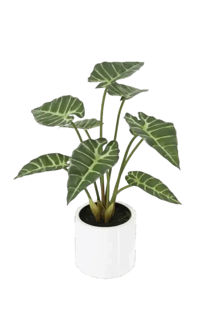 Künstliche Alocasia - Svannah | 59 cm*