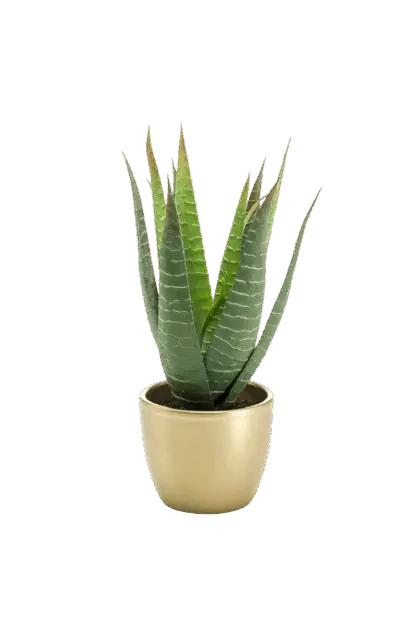 Künstliche Aloe - Patricia | 23 cm*