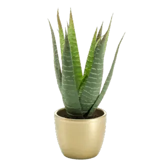 Künstliche Aloe - Patricia | 30 cm*