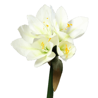 Künstliche Amaryllis - Jovie | 30 cm, weiß*