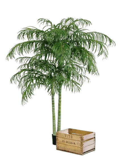 Künstliche Areca Palme - Christine | 240 cm*