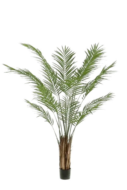 Künstliche Areca Palme - Isaiah | 180 cm*