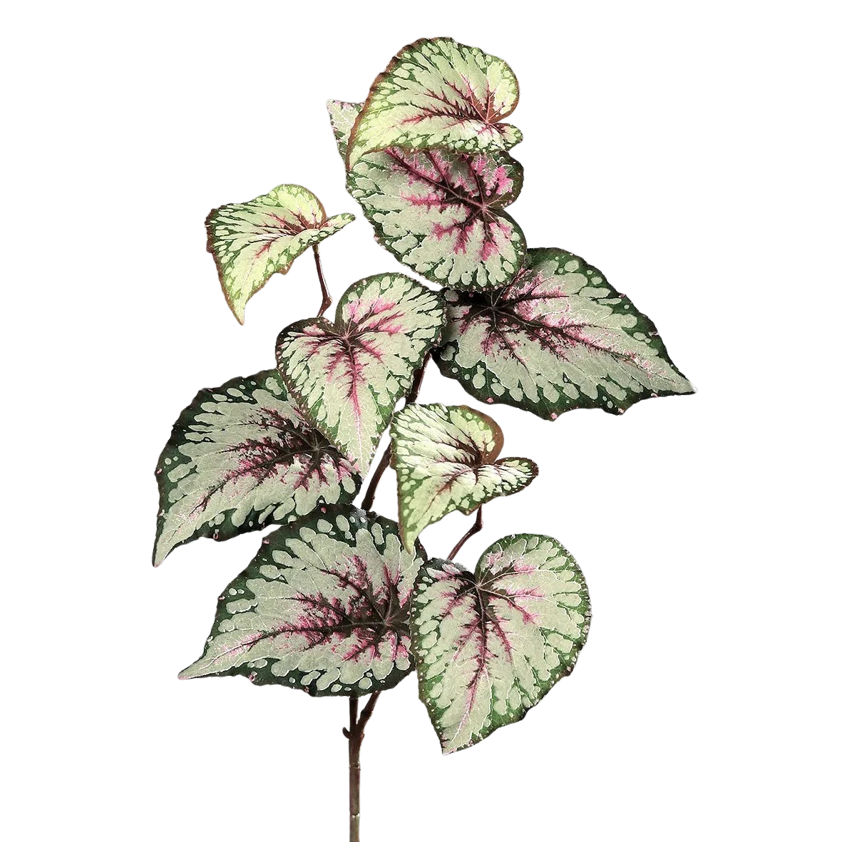 Künstliche Begonie - Exel | 65 cm*