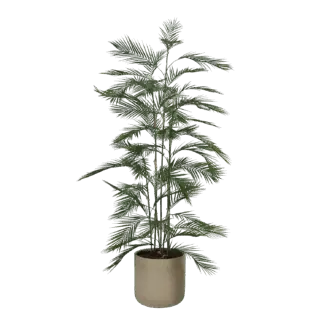 Künstliche Bergpalme - Nolte | 180 cm*