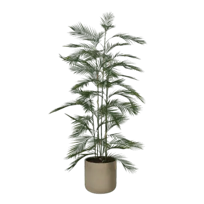 Künstliche Bergpalme - Nolte | 180 cm*