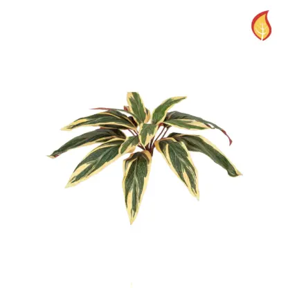 Künstliche Caladium - Erwin | 37 cm*