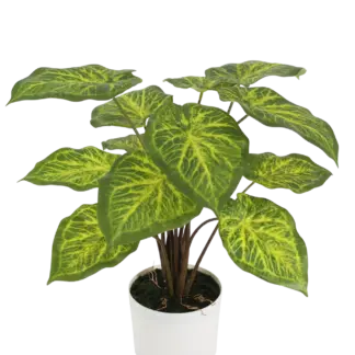 Künstliche Caladium - Lima | 62 cm*