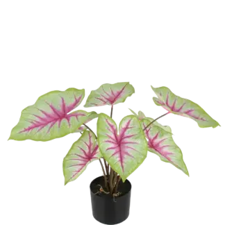 Künstliche Caladium - Malena | 55 cm*