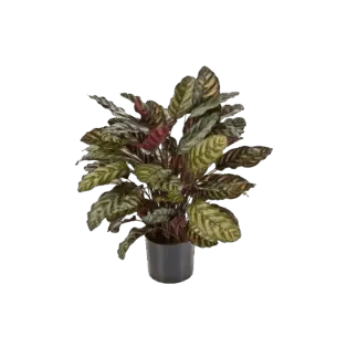 Künstliche Calathea - Emil | 78 cm*
