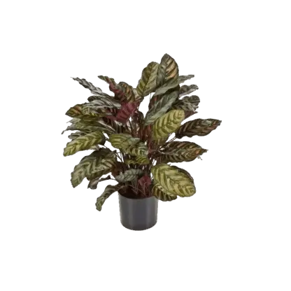 Künstliche Calathea - Emil | 78 cm*