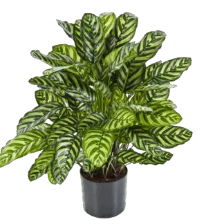 Künstliche Calathea - Emil | 80 cm*