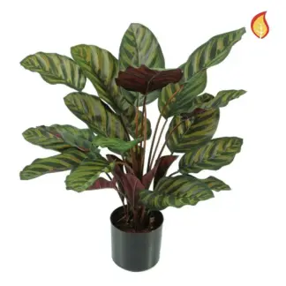 Künstliche Calathea - Gernot | 58 cm*