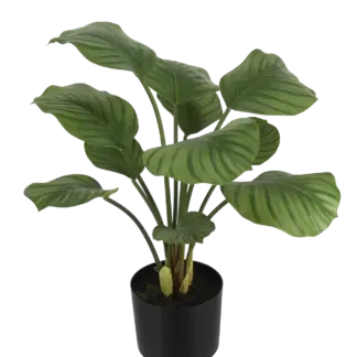 Künstliche Calathea - Jamila | 58 cm*