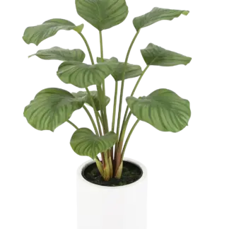 Künstliche Calathea - Juana | 68 cm*