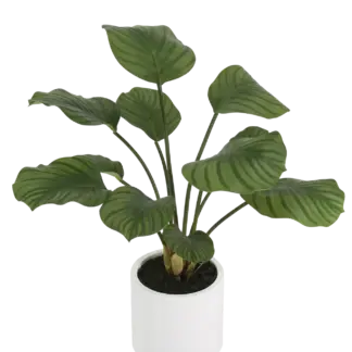 Künstliche Calathea - Maite | 63 cm*