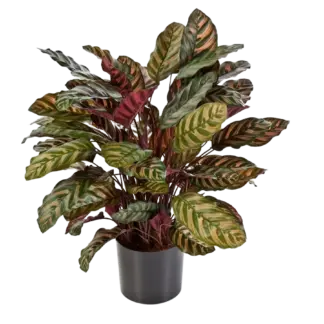 Künstliche Calathea - Sunrise | 80 cm*
