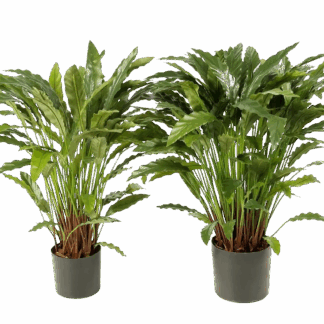 Künstliche Calathea - Thea | 84 cm*