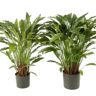 Künstliche Calathea - Thea | 86 cm*