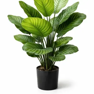 Künstliche Calathea – Norelia | 80 cm*