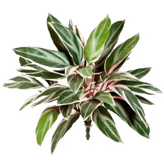 Künstliche Cordyline - Mila | 48 cm*