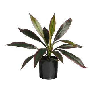 Künstliche Cordyline - Monti | 40 cm*