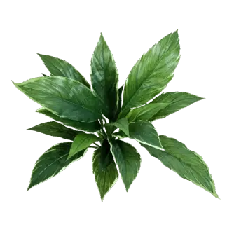 Künstliche Cordyline - Phil | 30 cm*
