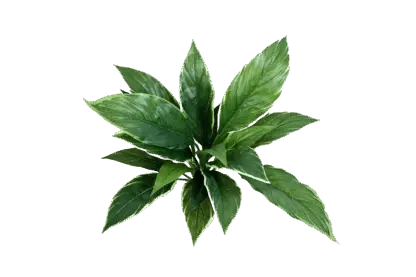 Künstliche Cordyline - Phil | 30 cm*