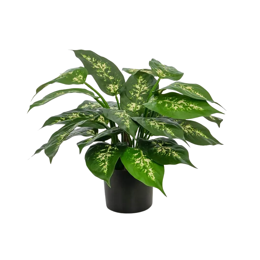 Künstliche Dieffenbachia - Julius | 37 cm*