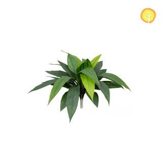 Künstliche Dracaena - Helga | 45 cm*