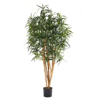 Künstliche Dracaena Reflexa – Maelis | 180 cm*