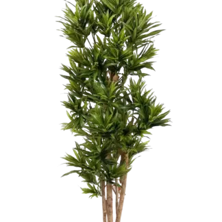 Künstliche Dracaena Reflexa – Sylvaran | 150 cm*