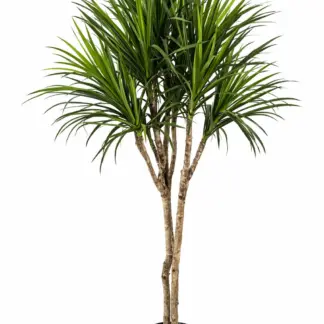 Künstliche Dracaena – Elianor | 180 cm*
