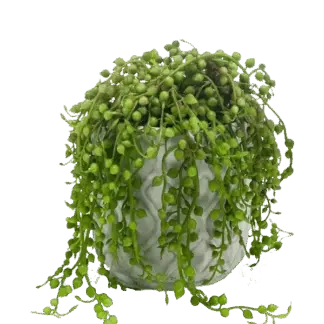 Künstliche Erbsenpflanze - Eric | 15 cm*