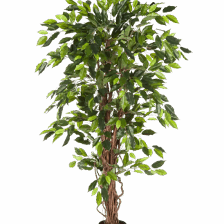 Künstliche Feige - Issa | 150 cm*