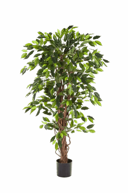 Künstliche Feige - Issa | 150 cm*