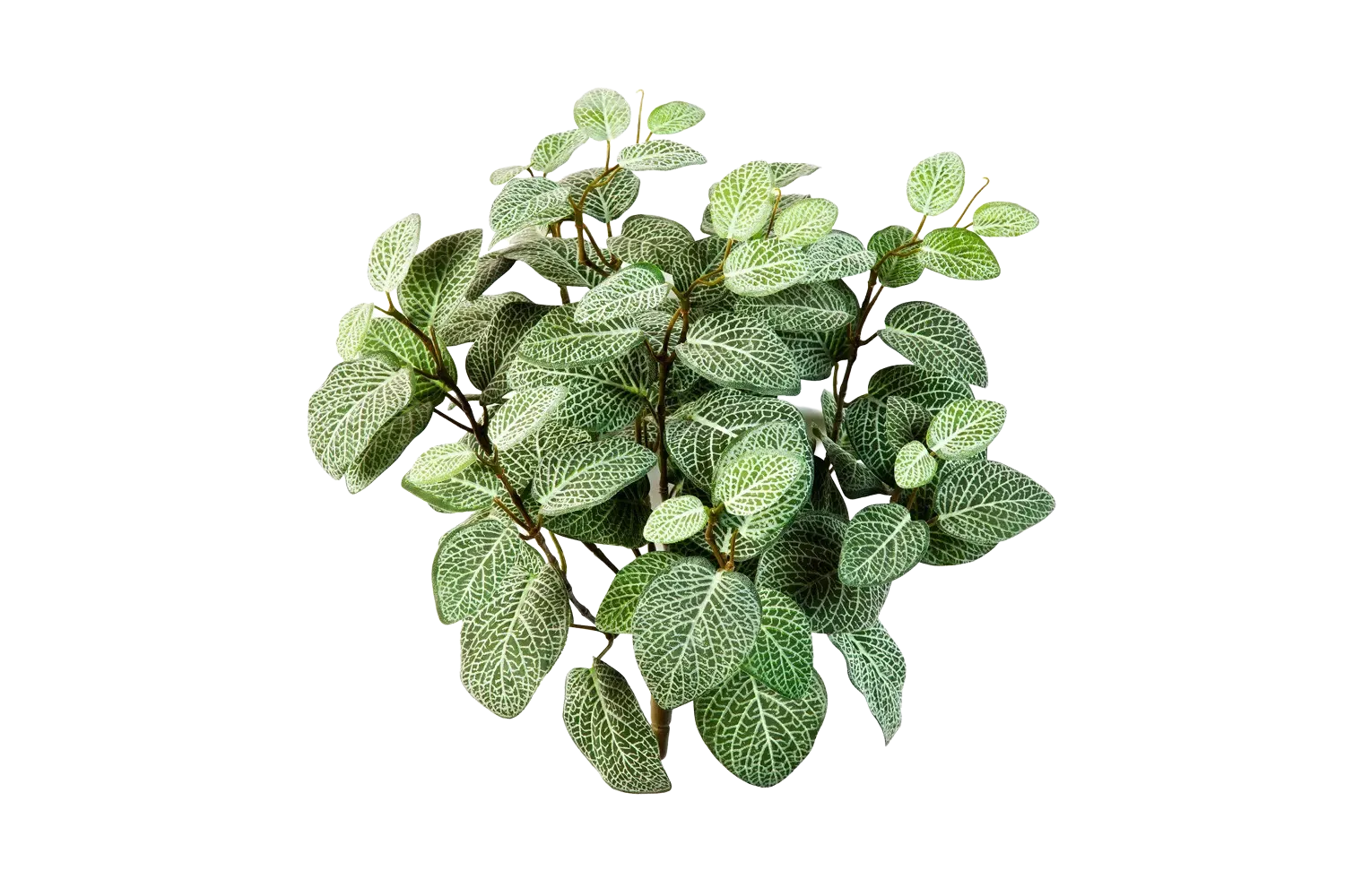 Künstliche Fittonia - Fit*