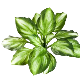 Künstliche Funkie - Etienne | 55 cm*