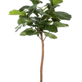 Künstliche Geigenfeige - Leni | 170 cm*