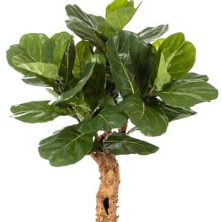 Künstliche Geigenfeige - Leonie | 110 cm*