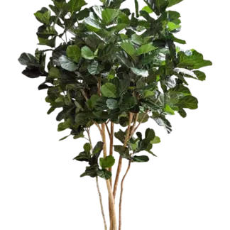 Künstliche Geigenfeige - Lisa | 420 cm*