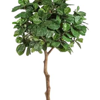 Künstliche Geigenfeige - Nele | 360 cm*