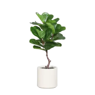 Künstliche Geigenfeige - Neomi | 90 cm*