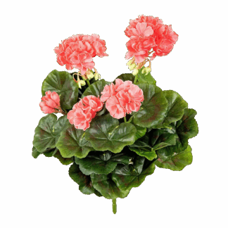 Künstliche Geranie - Ann | 30 cm*