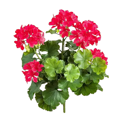 Künstliche Geranie - Madita | 39 cm, Steckpflanze*
