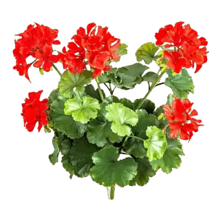 Künstliche Geranie - Zora | 39 cm, Steckpflanze*