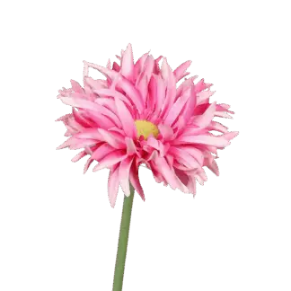 Künstliche Gerbera - Buggy | 57 cm*