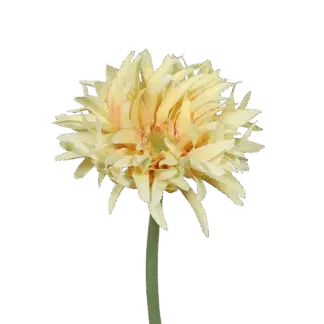 Künstliche Gerbera gefranzt - Adam | 57 cm*