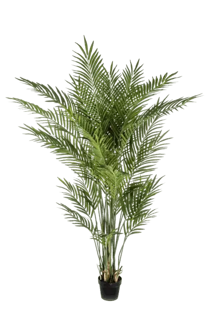Künstliche Goldfruchtpalme - Eva | 170 cm*