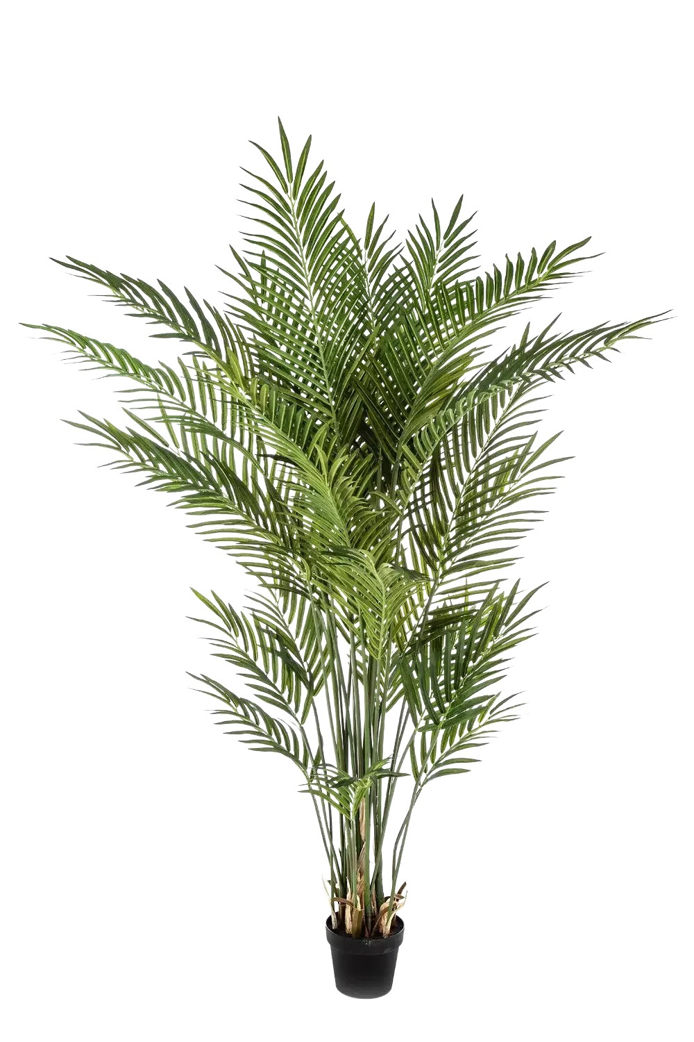 Künstliche Goldfruchtpalme - Eva | 200 cm*